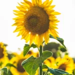 행복